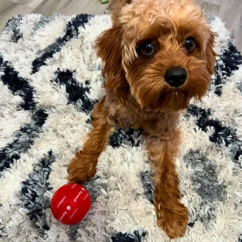 🔥2025 Hot Sale 50% OFF💥-Interactive Dog Toys Dog Ball